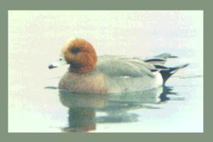 �q�h���K��