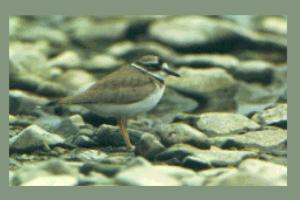 �C���J�`�h��