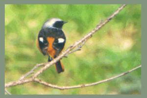 �W���r�^�L