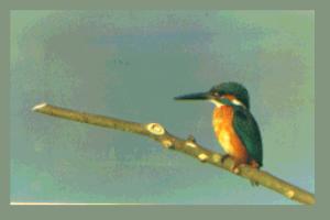 �J���Z�~�O�p