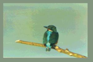 �J���Z�~��p