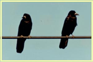 �~���}�K���X